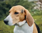 Uroczy pies rasy beagle z charakterystycznym umaszczeniem, z uwagą wpatruje się w dal.