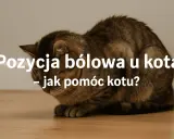 Kot w pozycji bólowej, skulony, z opuszczoną głową. Tekst: "Pozycja bólowa u kota – jak pomóc kotu?".