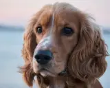 Uroczy cocker spaniel odmiany rudy z białym znaczeniem na pysku, z pofalowanymi uszami i błyszczącymi oczami.