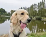 Uśmiechnięty pies rasy golden, z językiem na wierzchu, siedzi nad jeziorem.