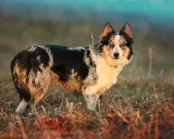 Piękny border collie australijski w naturalnym otoczeniu, z błyszczącymi oczami i charakterystycznym umaszczeniem.
