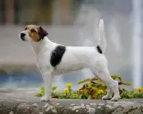 Parson russell terrier, pies o żywym usposobieniu, cieszy się długą **parson russell terrier długość życia** dzięki dobrej opiece.