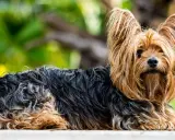 Yorkshire terrier z długą, falującą sierścią w odcieniach czerni i złota. Oto jak powinien wyglądać rasowy york.