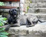 Potężny cane corso italiano leży na kamiennych schodach, odpoczywając w cieniu zielonych liści.