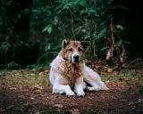 Potężny owczarek środkowoazjatycki leży na ziemi w lesie, otoczony zielenią i liśćmi.