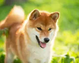 Rudy pies rasy Shiba Inu, jeden z psów średniej wielkości, cieszy się słońcem na zielonej łące.