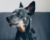 Portret australijskiego psa pasterskiego z wyrazistymi uszami, siedzącego na kanapie.