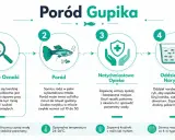 Ilustracja przedstawia etapy porodu gupika: pierwsze oznaki, sam poród, opiekę nad samicą i oddzielenie narybku.