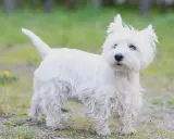 West highland white terrier usposobienie: ten biały, kudłaty piesek z pewnością ma wesołe usposobienie.