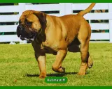 Potężny bullmastiff na trawie. Czy bullmastiff jest agresywny? Zależy od wychowania i socjalizacji, ale zazwyczaj są to psy łagodne i lojalne.