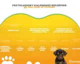 Kalendarz szczepień psa: wścieklizna co 3 lata, podstawowe co rok. Szczepienia na choroby zakaźne zaczynają się od 6-8 tygodnia życia.