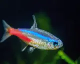 Neonowy tetra z niebiesko-czerwonym pasem. Poznaj tetra fluo wymagania, by zapewnić mu idealne warunki w akwarium.