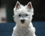 Uroczy west terrier czarny, z puszystym białym futerkiem i bystrymi oczami, patrzy wprost na Ciebie.