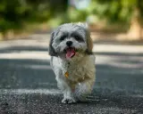 Urocze psy z włosami, Shih Tzu, biegnące po drodze, z językiem na wierzchu, wesołe i pełne energii.