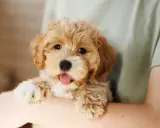 Uroczy szczeniak maltipoo z wystawionym językiem, trzymany na rękach. Zastanawiasz się, ile żyje maltipoo?