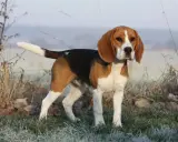 Dorosły beagle, tricolor, stoi na mroźnej trawie.