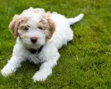 Uroczy szczeniak rasy lagotto, z pofalowaną sierścią w kolorze białym i beżowym, leży na zielonej trawie.