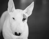 Bull terrier, pies o charakterystycznym wyglądzie, często postrzegany jako jedna z groźnych ras psów. Jego spojrzenie jest intensywne.