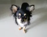 Uroczy chihuahua długowłosa, z wielkimi oczami i puszystymi uszami, patrzy w górę. Jego charakter to odwaga i przywiązanie.