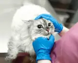Wet, fluffy cat with wide eyes looks worried as vet checks for lupiez u kota.