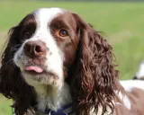 Uroczy springer spaniel angielski z wystawionym języczkiem, patrzący w bok.