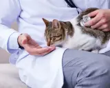Weterynarz podaje kotu lek na koci katar. Kot ufnie wącha dłoń lekarza.