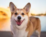 Uśmiechnięty corgi pembroke a cardigan, z uszami sterczącymi do góry, cieszy się ciepłym zachodem słońca nad wodą.