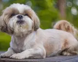 Uroczy shih tzu z puszystą sierścią, choć jego wady to skłonność do problemów z oczami i oddychaniem, nadal jest kochany.