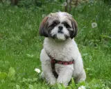 Uroczy shih tzu w czerwonej obroży siedzi na trawie. Jego waga jest idealna, by mógł cieszyć się spacerami.