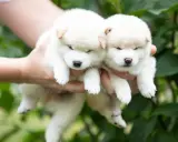 Dwa białe szczenięta rasy shiba inu z rudawymi uszkami, trzymane w dłoniach na tle zieleni.