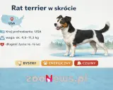 Oto jak wygląda ratlerek: pies pochodzący z USA, ważący 4,5-11,3 kg, żyjący 16-19 lat. Jest bystry, energiczny i czujny.