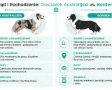 Porównanie owczarka australijskiego i border collie: sierść, pochodzenie, oczy i rozmiar.