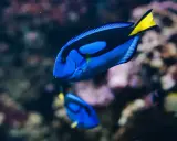 Dory, jaka to ryba? To błękitny pokolec z żółtym ogonem, pływający w akwarium.