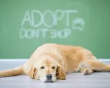 Lękliwy pies ze schroniska leży na podłodze, a za nim napis "Adoptuj, nie kupuj".