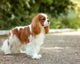 Uroczy king charles spaniel a cavalier, o rudych i białych łapkach, stoi na ścieżce wśród zieleni.