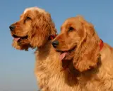 Dwa urocze psy rasy cocker spaniel z rudym futrem i długimi uszami, patrzące w bok na tle błękitnego nieba.