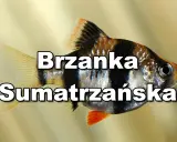 Brzanka sumatrzańska, popularna ryba akwariowa, z charakterystycznymi czarno-białymi pasami i pomarańczową płetwą.