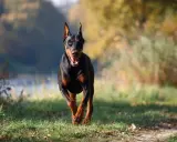 Czarny doberman biegnie przez trawiasty teren. Zastanawiasz się, ile żyje doberman?