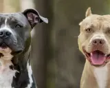 Dwa psy, amstaff i staffik, patrzą w obiektyw. Jeden jest szary z białymi znaczeniami, drugi beżowy.