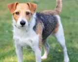 Parson Russell Terrier o trójkolorowym umaszczeniu stoi na zielonej trawie, gotowy do zabawy.