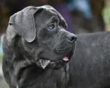 Potężny pies rasy Cane Corso z charakterystycznym uściskiem szczęki, z językiem lekko wysuniętym.