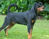 Potężny rottweiler z charakterystycznym czarnym umaszczeniem i rudymi znaczeniami, stoi na trawie.
