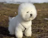 Puszysty bichon frise siedzi na trawie, z puszystą głową i ciekawskim spojrzeniem.