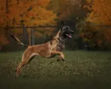 Owczarek belgijski malinois, pies policyjny, w skoku na tle jesiennych drzew.