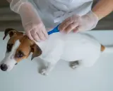 Weterynarz pokazuje, jak zaczipować psa. Biały piesek Jack Russell Terrier otrzymuje środek przeciwpasożytniczy.