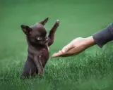 Mały, brązowy chihuahua podaje łapkę wyciągniętej dłoni. Widać, jak wygląda chihuahua – malutki piesek z wielkimi uszami.