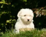 Uroczy szczeniak coton de tulear siedzi w trawie, z zaciekawieniem patrząc przed siebie.