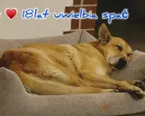 Max, 18-latek, uwielbia spać. Czy psy mają sny? Max pewnie śni o gonieniu wiewiórek.