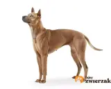 Elegancki pies rasy Thai Ridgeback, znany ze swojego niezależnego charakteru, prezentuje się dumnie na białym tle.