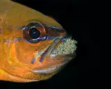 Pomarańczowa rybka danio, z niebieskimi akcentami, ostrożnie nosi w pysku liczne jajeczka.